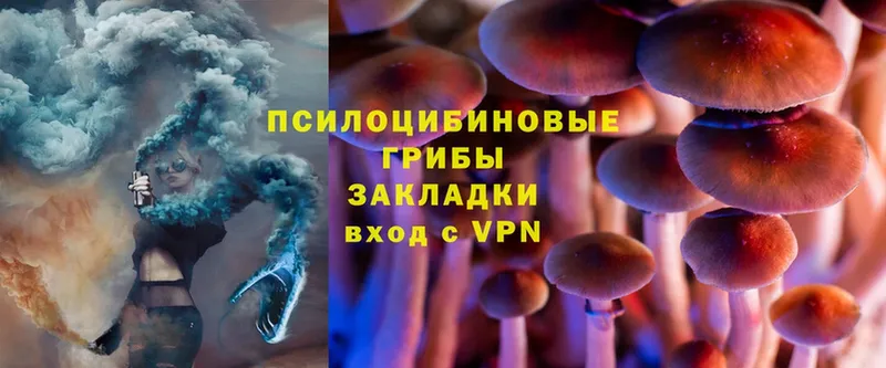 Галлюциногенные грибы Psilocybe  Енисейск 